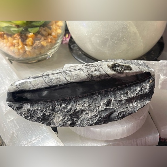 Authentic orthoceras fossils preserved in a rock matrix - Picture 11 of 12